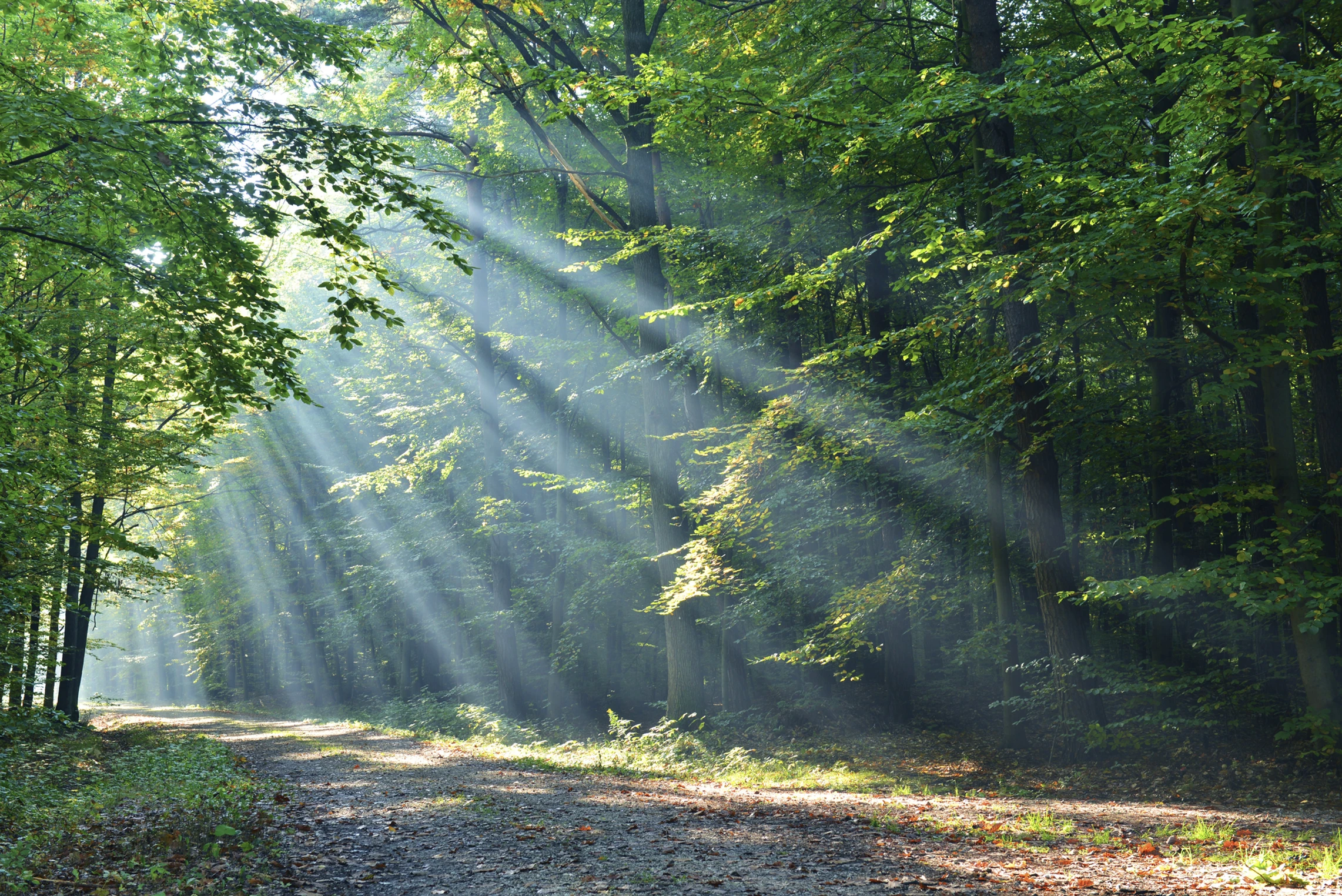 Read more about the article Attending Funerals as a Carer: A Tribute to the Bonds We Build